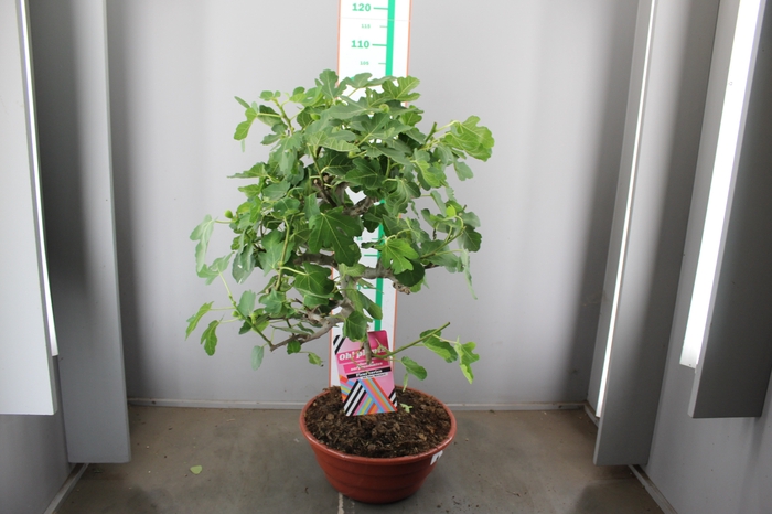 FICUS CARICA