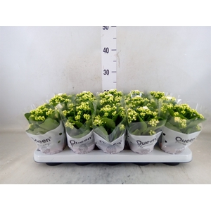 Kalanchoe blos. 'RosFlow Sia'