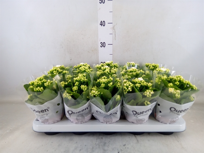 <h4>Kalanchoe blos. 'RosFlow Sia'</h4>