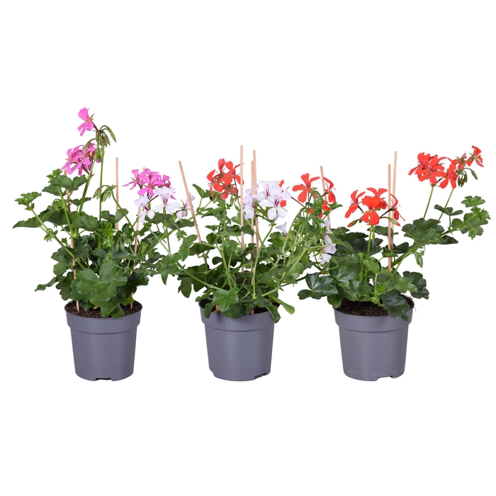 <h4>Pel. Peltatum Balcon Mix</h4>