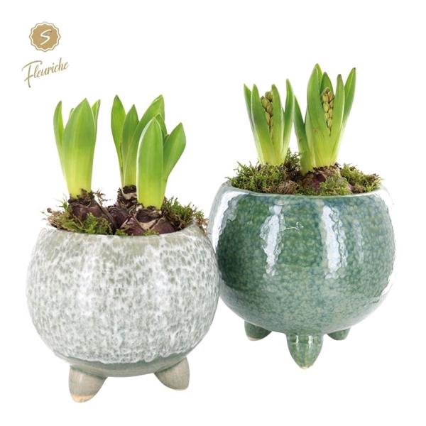 <h4>(3916) Hyacint Green Flavour [L] 3PP Mos</h4>