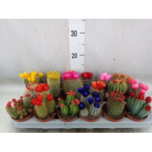 Cactus   ...decorated