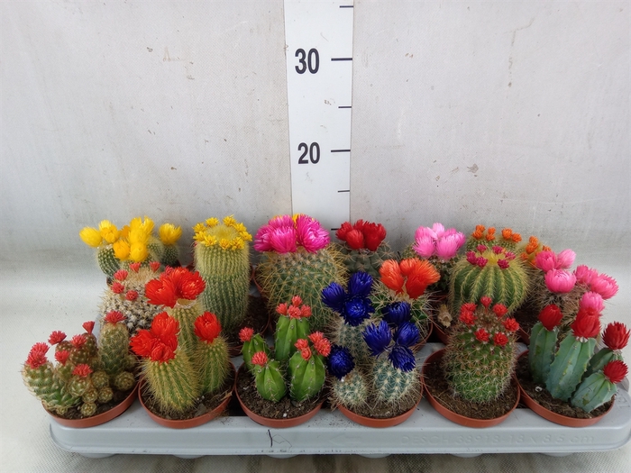 <h4>Cactus   ...decorated</h4>