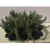 Rosmarinus officinalis 'Prostratus'