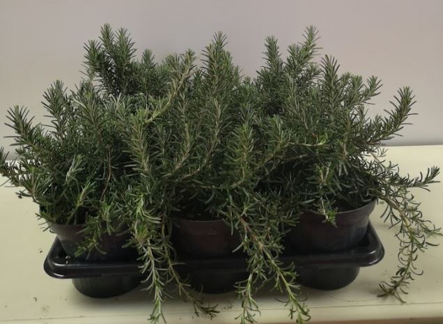 Rosmarinus officinalis 'Prostratus'
