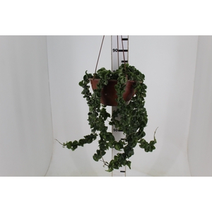 AESCHYNANTHUS TWISTER C21