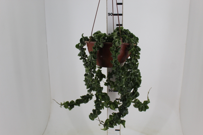 <h4>AESCHYNANTHUS TWISTER C21</h4>