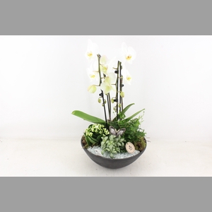 arr2 PL - Ebbischaal phal cascade wit