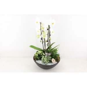 arr2 PL - Ebbischaal phal cascade wit