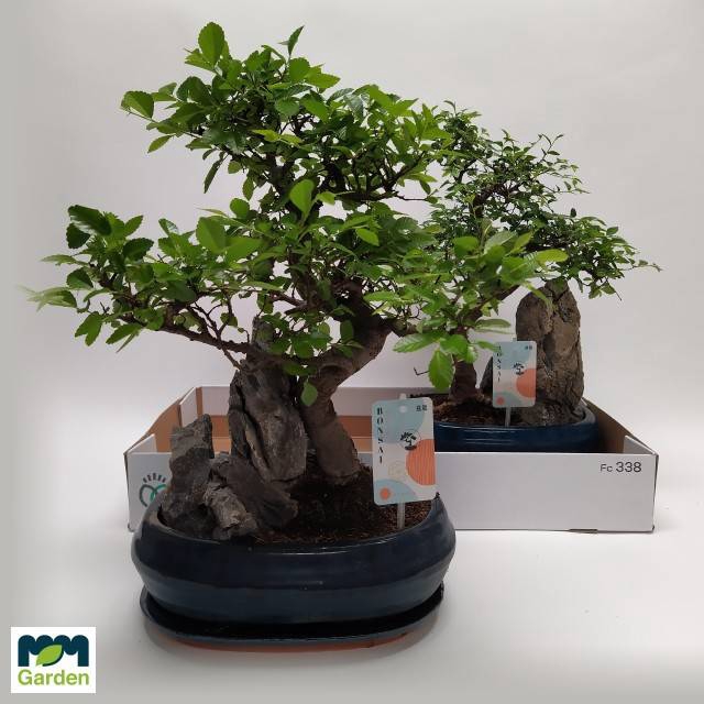 <h4>BONSAI OV</h4>