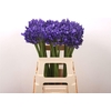 Agap Eyfori Blue