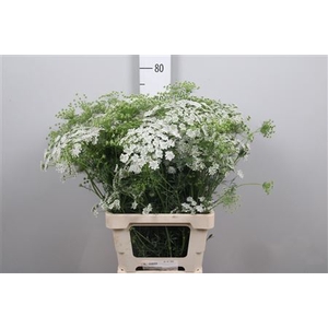 Ammi Visnaga