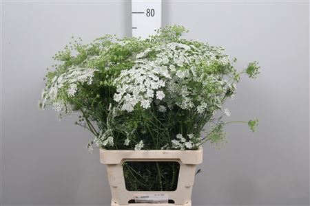 <h4>Ammi Visnaga</h4>
