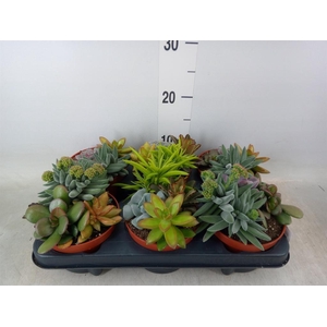 Succulents   ...