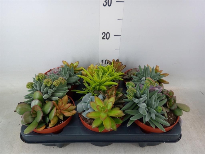 <h4>Succulents ...</h4>