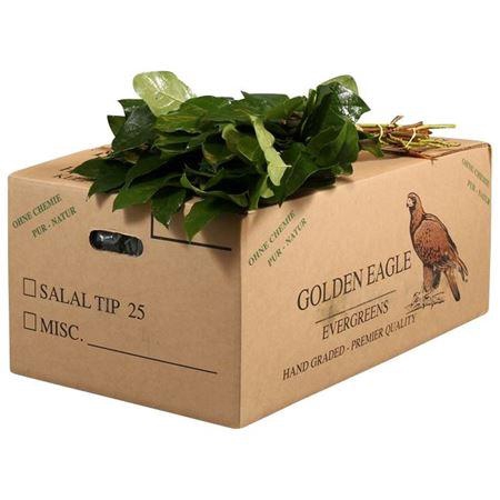 <h4>Salal Tip Golden Eagle</h4>
