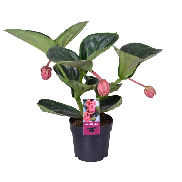 <h4>Medinilla Magnifica Lambada 2 etage 3 knop</h4>