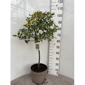 ILEX AQUIFOLIUM