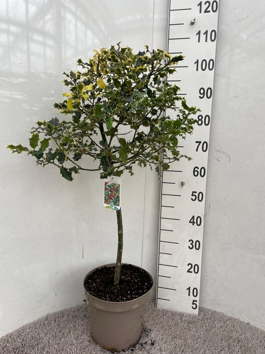 <h4>ILEX AQUIFOLIUM</h4>