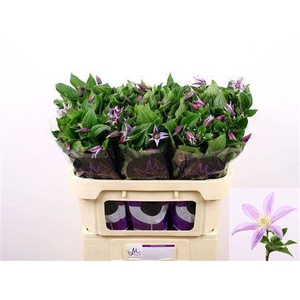 Clematis Star River Lila