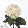 Hydrangea my beautiful pinktouch classic