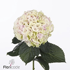 Hydrangea my beautiful pinktouch classic