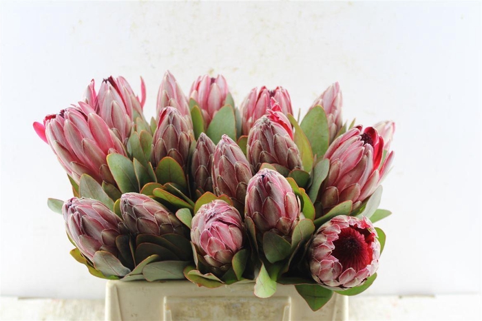 <h4>Protea Sharonet</h4>