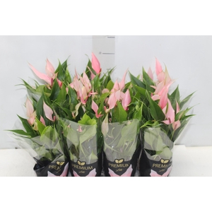 ANTHURIUM LILLI P09 PREMIUM