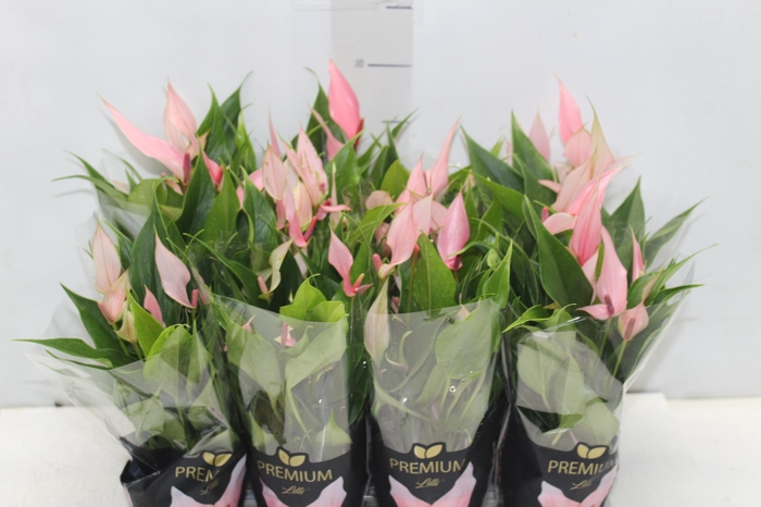 <h4>ANTHURIUM LILLI P09 PREMIUM</h4>