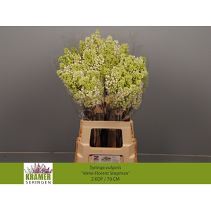 SYR V MME FL STEPMAN