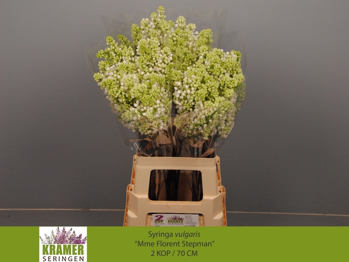 <h4>SYR V MME FL STEPMAN</h4>