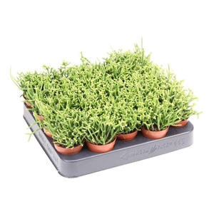 Rhipsalis Cereuscula RH5013
