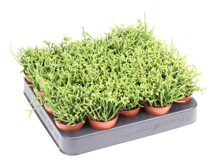 <h4>Rhipsalis Cereuscula RH5013</h4>