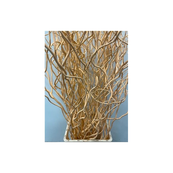 <h4>Salix 130cm Apricot</h4>