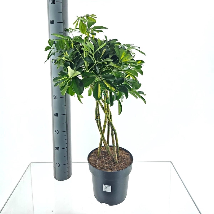 <h4>SCHEF AR GOLD CAPELL</h4>