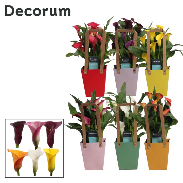 <h4>Zantedeschia (Calla) Mix in Giftbag (Decorum)</h4>