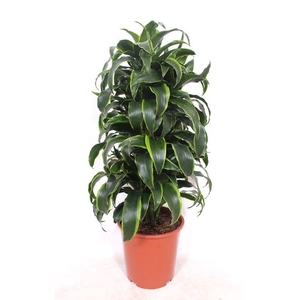 Dracaena Dorado