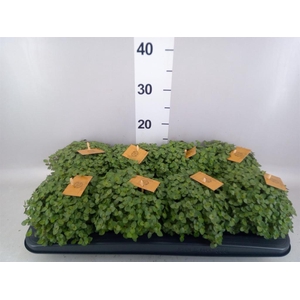 Callisia repens 'Turtle'