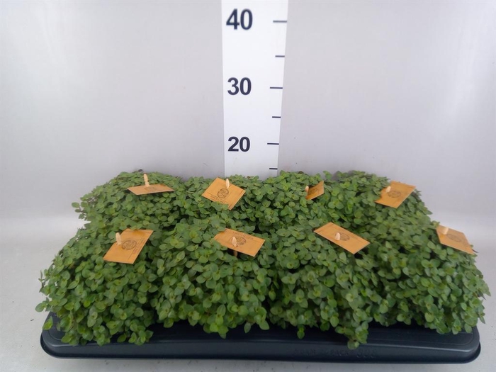 <h4>Callisia repens 'Turtle'</h4>