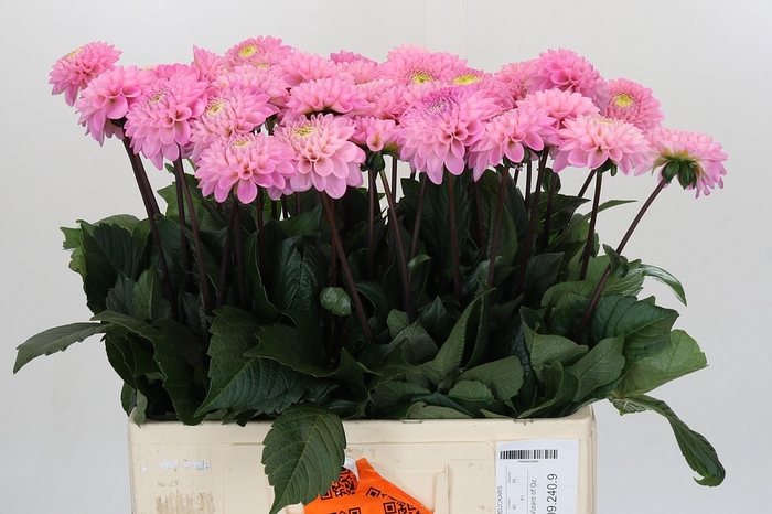 <h4>Dahlia Wizard of Oz</h4>