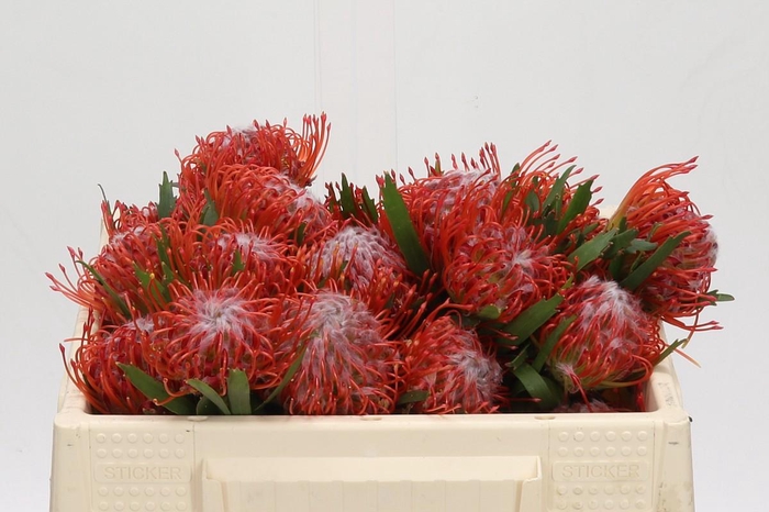 <h4>Nutans Tango</h4>