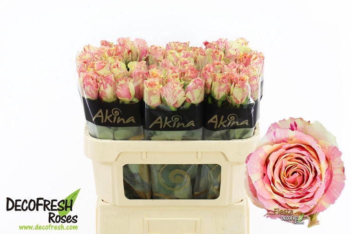 <h4>R Gr Fiesta</h4>