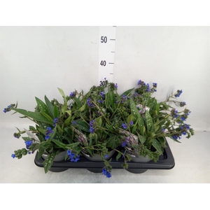 Pulmonaria  'Miss Elly'