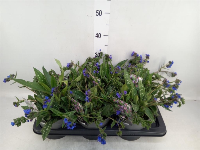 <h4>Pulmonaria  'Miss Elly'</h4>