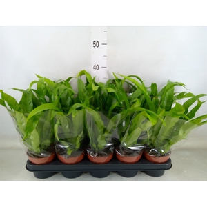 Asplenium antiquum