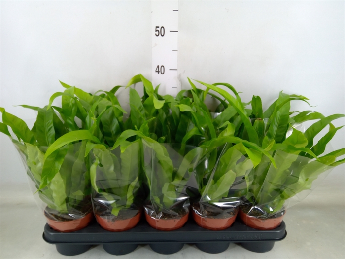 <h4>Asplenium antiquum</h4>
