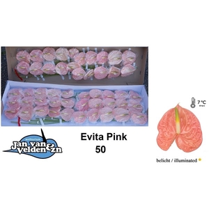 Anth A Evita Pink 9 cm X50 Jan van Velden