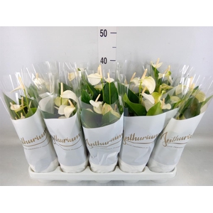 Anthurium andr. 'White Champion'