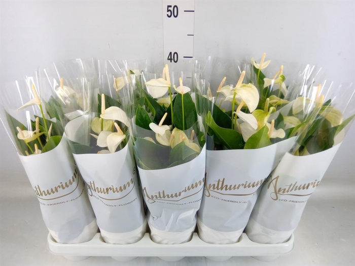 <h4>Anthurium andr. 'White Champion'</h4>