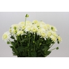 Dahlia Snow Cap